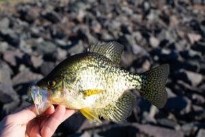 crappie-5110219_1280.jpg