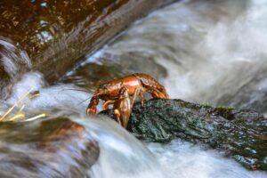 crayfish-5494660_1280.jpg