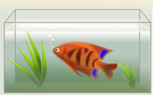 fish-47651_960_720.png