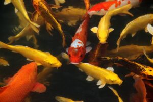 koi-fish-7071556_960_720.jpg