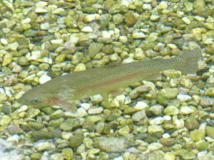 rainbow-trout-117482_1280.jpg