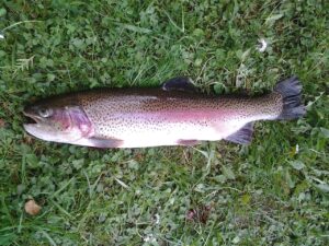 rainbow-trout-340352_1280.jpg