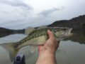 spotted-bass-2436228_960_720.jpg