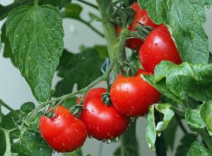 tomatoes-1561565_960_720.jpg