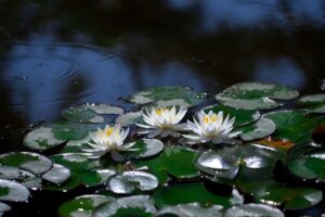 water-lilies-3449574_1280.jpg